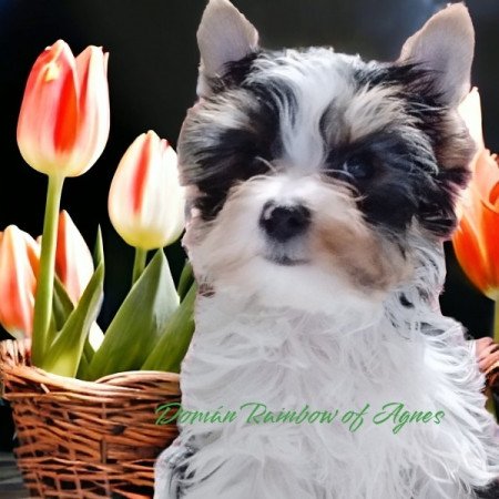 Biewer Yorkshire Terrier