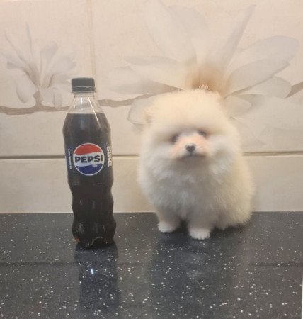 Pomerániai törpe spicc