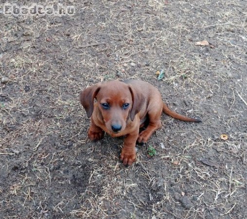 Csoki tacskó kisfiú kutyus