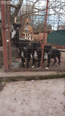 kiskutyák eladók Labrador Retrivert