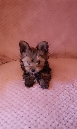 Yorki és havanese