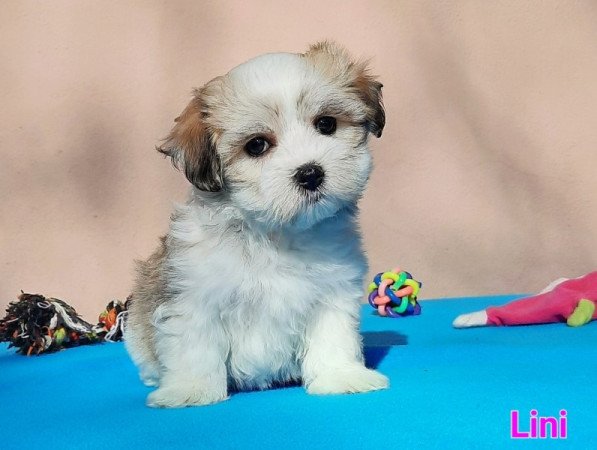 Bichon Havanese