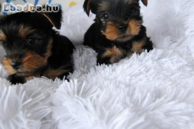 Yorkshire terrier kölykök