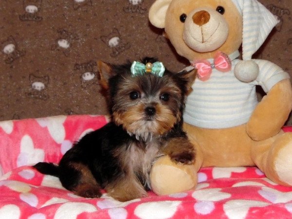 Yorkshire Terrier, Yorki