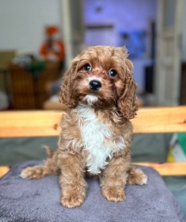 Cavalier King Charles spániel x uszkár