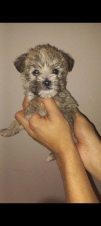 Bichon Havanese