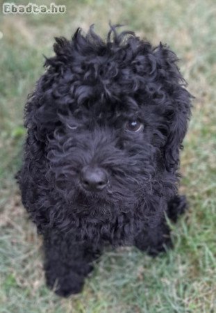 Fekete uszkár kiskutyák eladók