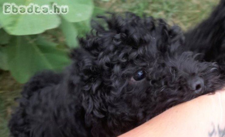 Fekete uszkár kiskutyák eladók