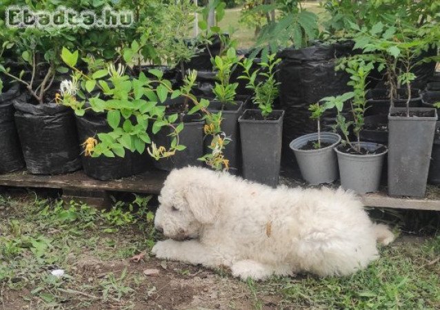 Komondor kölykök költöznének