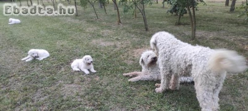 Komondor kölykök költöznének