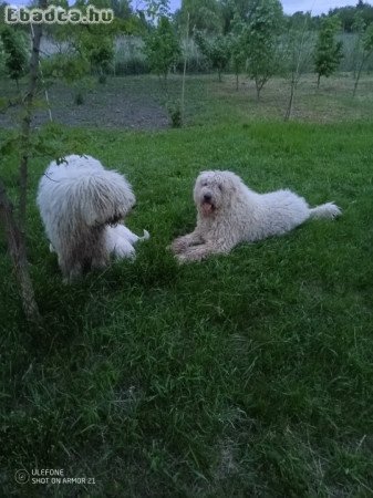 Komondor kölykök költöznének