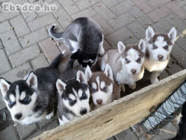 Husky kölyök kutyák