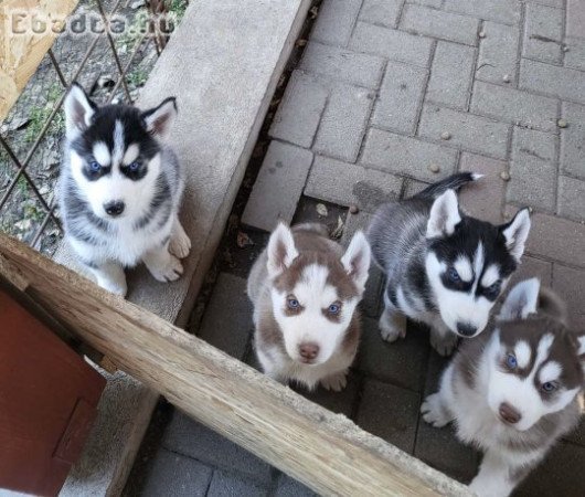 Husky kölyök kutyák