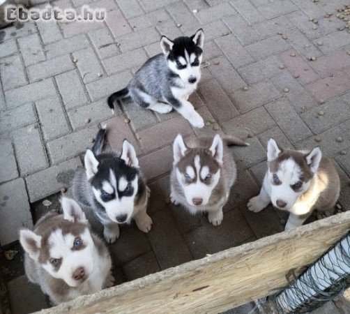 Husky kölyök kutyák