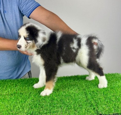 Ausztrál juhászkutya