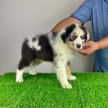 Ausztrál juhászkutya