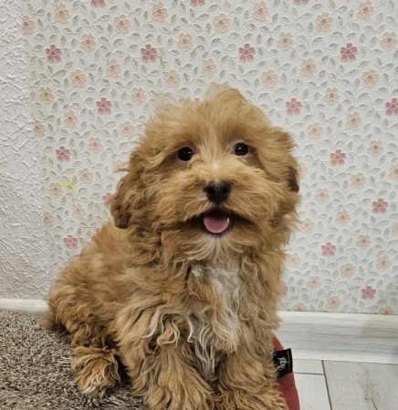 Bichon Havanese