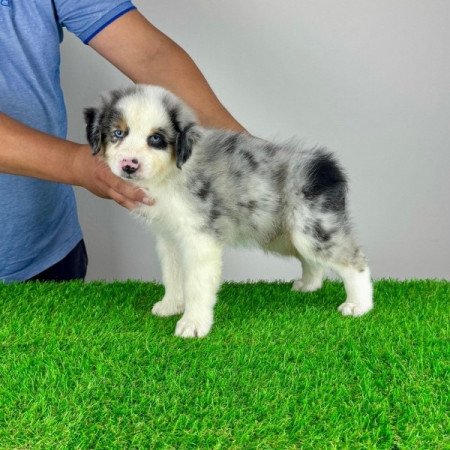 Ausztrál juhászkutya