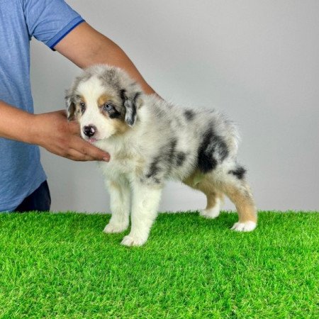 Ausztrál juhászkutya