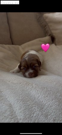 Bichon Havanese kiskutya eladó