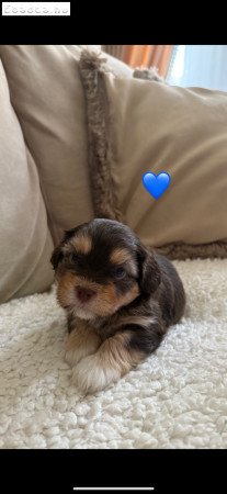 Bichon Havanese kiskutya eladó