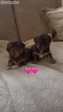 Bichon Havanese kiskutya eladó