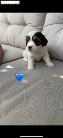Bichon Havanese kiskutya eladó