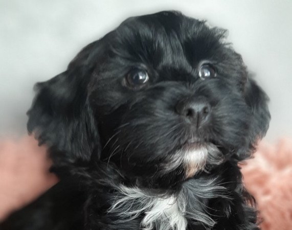 Bichon Havanese