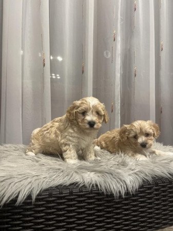 Maltipoo