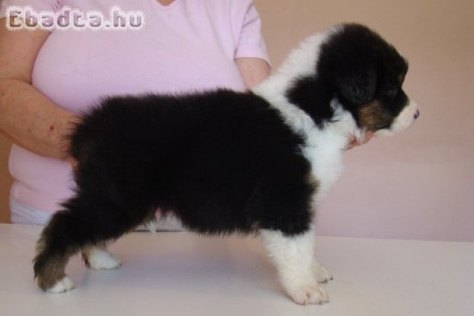 eladó ausztráljuhász kiskutyák