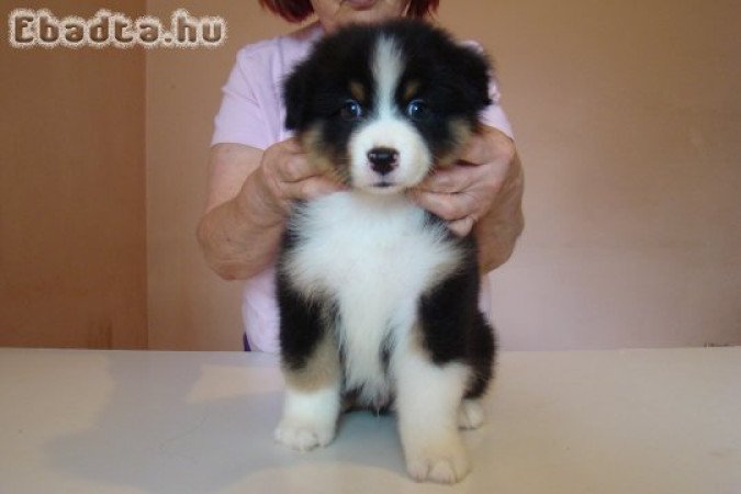 eladó ausztráljuhász kiskutyák