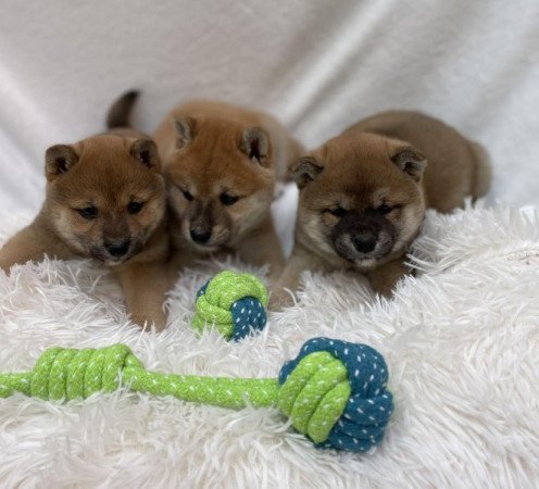 Shiba inu