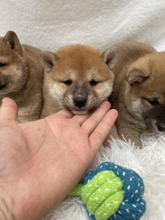 Shiba inu