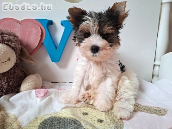 Yorkshire terrier kisfiú (yorki)