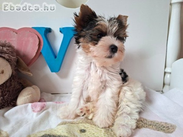 Yorkshire terrier kisfiú (yorki)