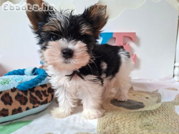 Yorkshire terrier kisfiú (yorki)