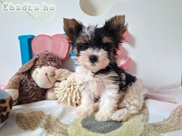 Yorkshire terrier kisfiú (yorki)