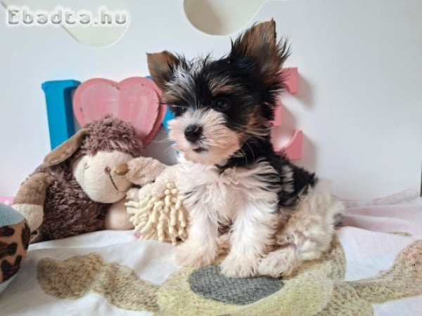 Yorkshire terrier kisfiú (yorki)