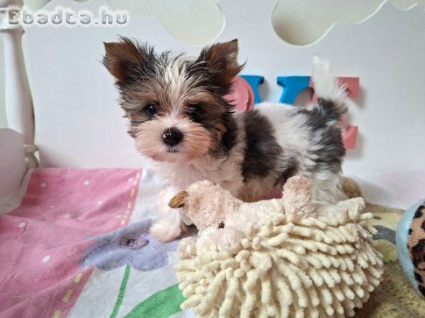 Yorkshire terrier kisfiú (yorki)