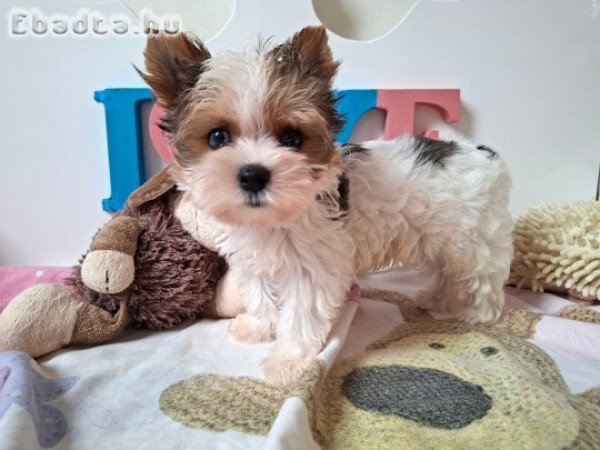 Yorkshire terrier kisfiú (yorki)