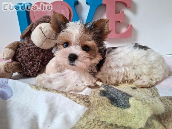 Yorkshire terrier kisfiú (yorki)