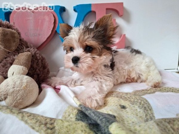 Yorkshire terrier kisfiú (yorki)