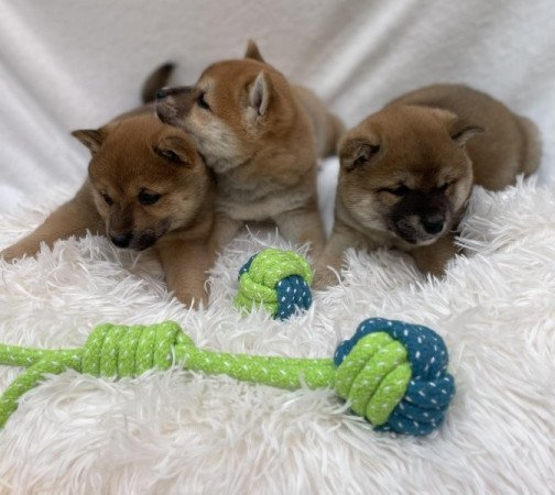 Shiba inu