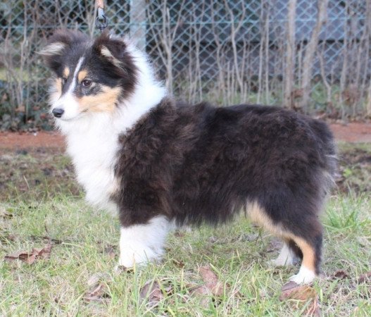 Shetland Sheepdog/Sheltie