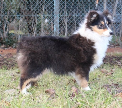 Shetland Sheepdog/Sheltie