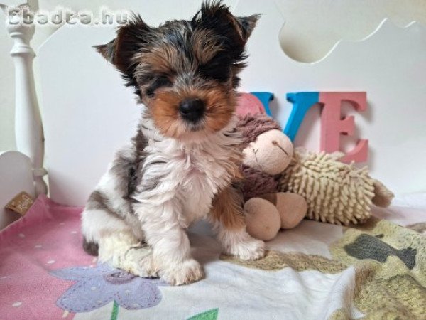 Yorkshire terrier kislány (yorki)