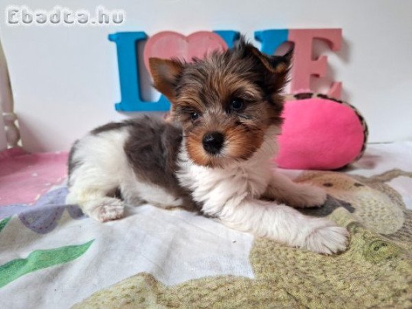 Yorkshire terrier kislány (yorki)