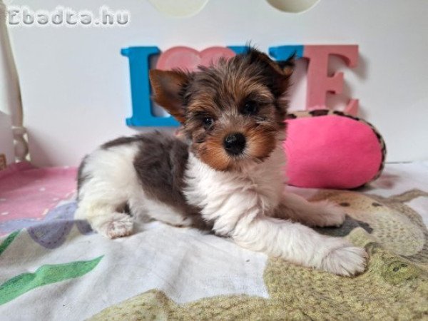 Yorkshire terrier kislány (yorki)