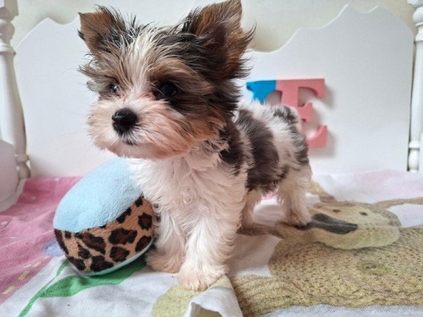 Yorkshire terrier