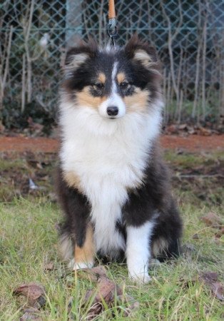 Shetland Sheepdog/Sheltie